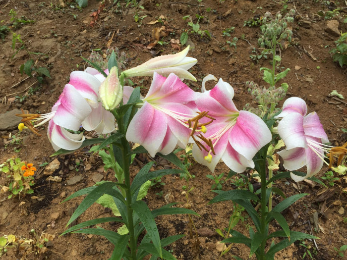 백합 - Lily, Lilium longiflorum Thunb.