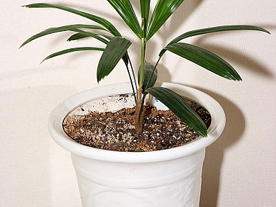 관음죽 사진 - Rhapis excelsa Photos