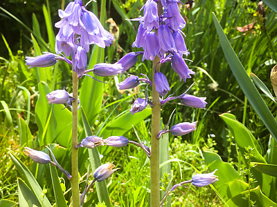쉴라 사진 - Scilla spp. Photos