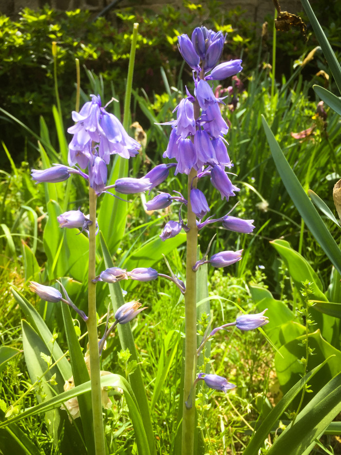 쉴라 - Scilla, Scilla spp.