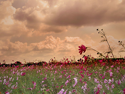 코스모스 사진 - Cosmos bipinnatus Photos