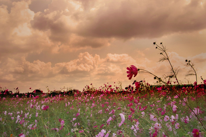코스모스 - Browallia speciosa, Cosmos bipinnatus