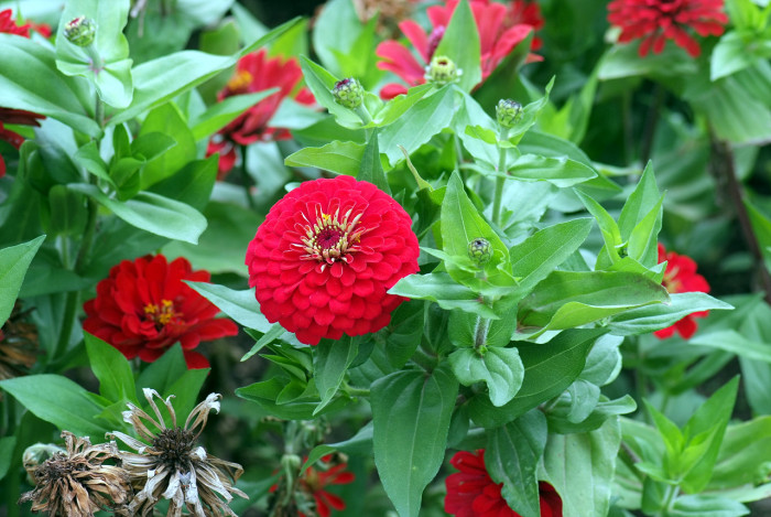 백일홍 - Zinnia, Zinnia elegans