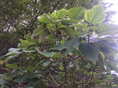 꾸지나무 사진 - Broussonetia papyrifera Photos
