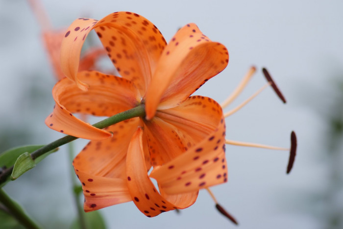 참나리 - Tiger Lily, Lilium tigrinum