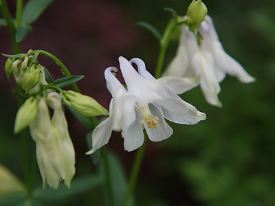 매발톱 사진 - Aquilegia buergeriana Siebold & Zucc. var. oxysepala (Trautv. & C. A. Mey.) Kitam. Photos