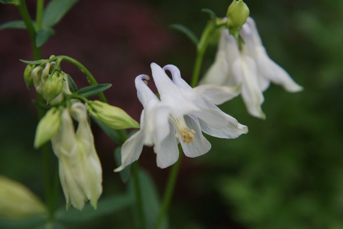 매발톱 - columbine, Aquilegia buergeriana Siebold & Zucc. var. oxysepala (Trautv. & C. A. Mey.) Kitam.