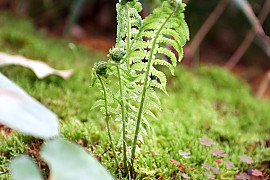 꿩고비 - Osmunda cinnamomea var. fokiensis Copel.