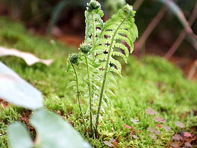 꿩고비 사진 - Osmunda cinnamomea var. fokiensis Copel. Photos