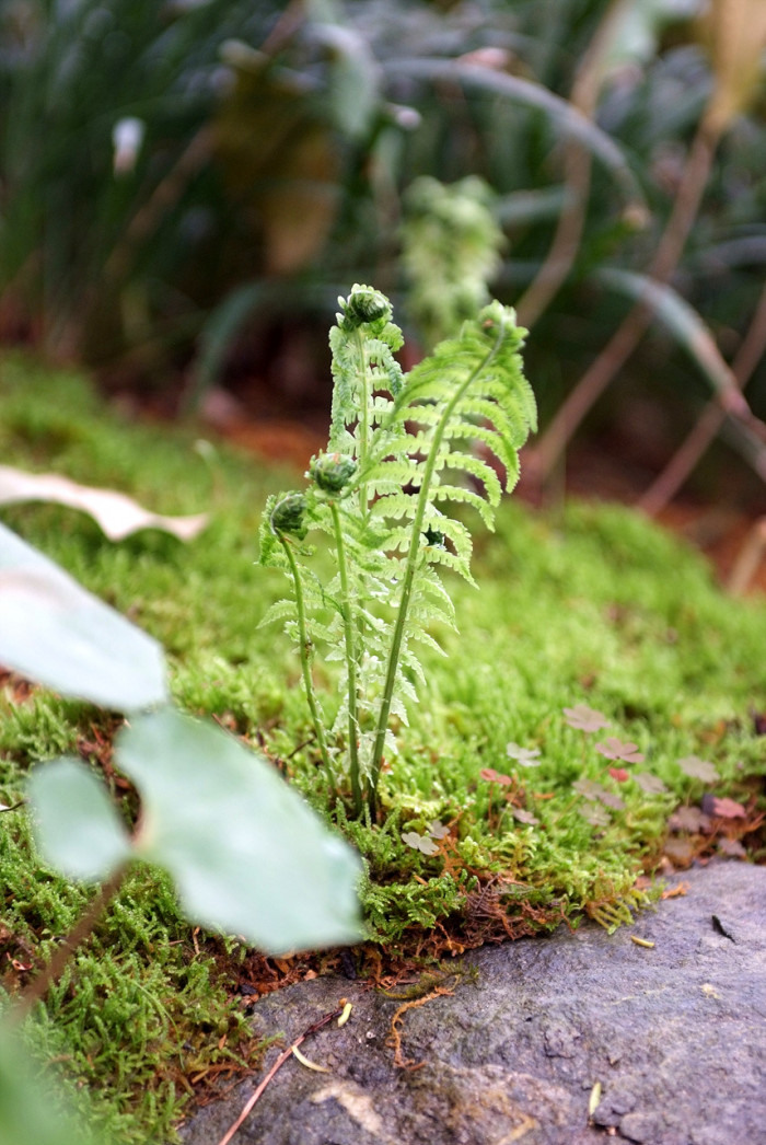 꿩고비 - Osmunda cinnamomea var. fokiensis Copel.