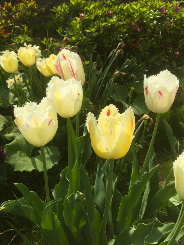 튤립 - Tulip, Tulipa gesneriana