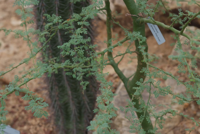 파킨소니아 프레이콕스 - Arbol brea, Parkinsonia praecox