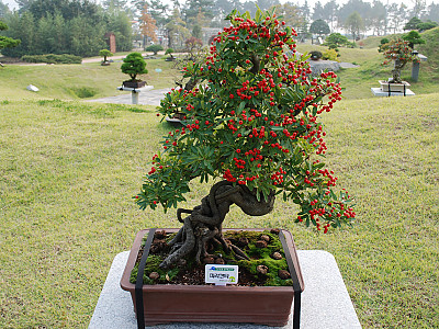 피라칸사스 사진 - Pyracantha angustifolia (Franch.) C.K.Schneid. Photos
