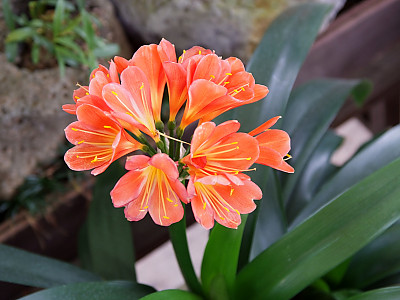 군자란 사진 - Clivia miniata Regel Photos