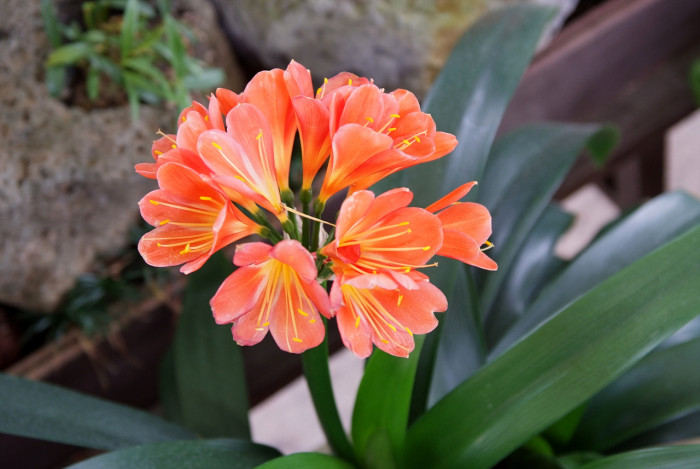 군자란 - Clivia miniata Regel