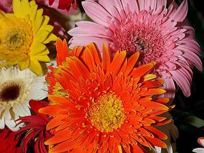 거베라 사진 - Gerbera jamesonii Bolus ex Adlam Photos