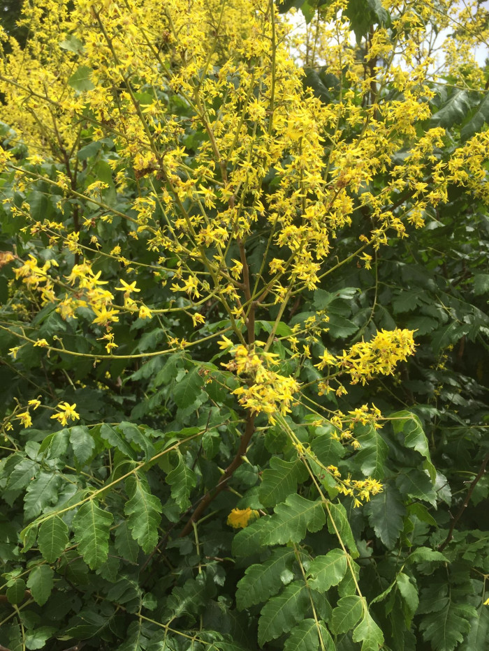 모감주나무 - Koelreuteria paniculata Laxmann