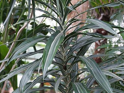 드라세나 바우세이 사진 - Dracaena deremensis  N.E var Photos