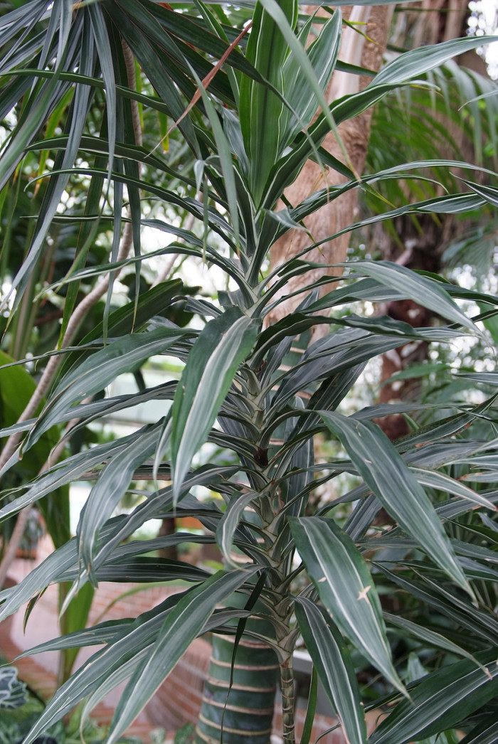드라세나 바우세이 - Dracaena deremensis  N.E var