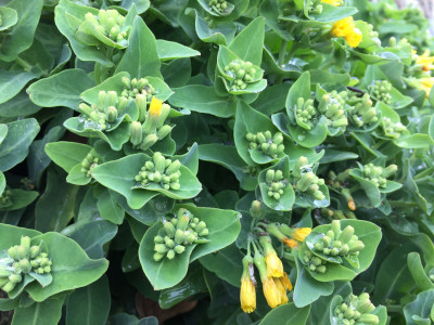 갯고들빼기 사진 - Crepidiastrum lanceolatum (Houtt.) Nakai Photos
