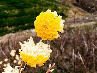 삼지닥나무 사진 - Edgeworthia chrysantha Lindl. Photos