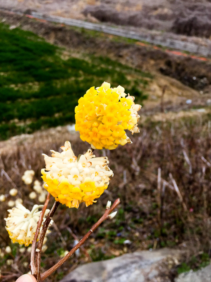 삼지닥나무 - Edgeworthia chrysantha Lindl.