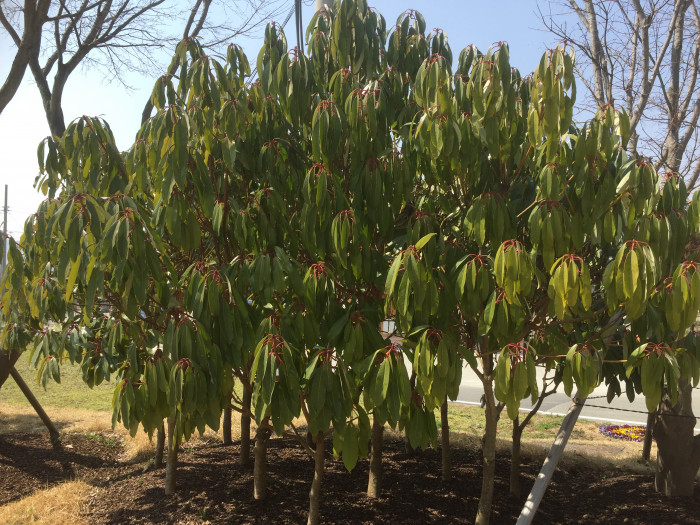 굴거리나무 - Daphniphyllum macropodum Miq.