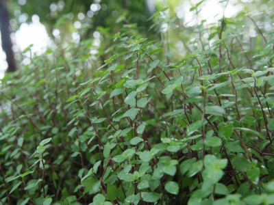 미니달개비 사진 - Callisia repens Photos