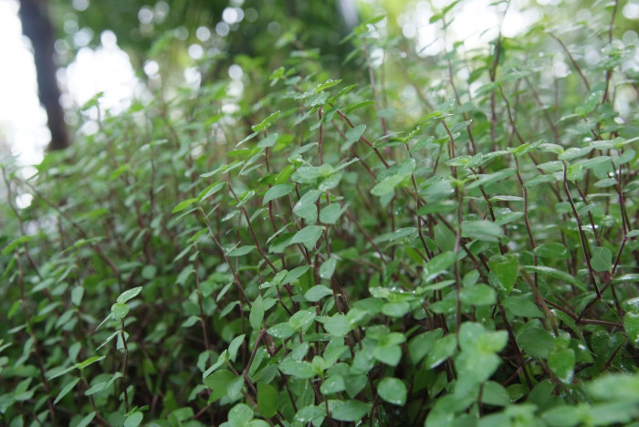 미니달개비 - Bolivian Jew, Turtle Vine, Inch plant, Callisia repens