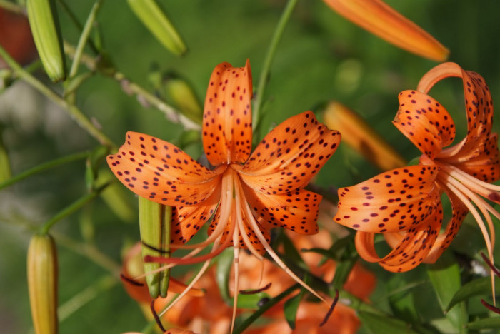 참나리 - Tiger Lily, Lilium tigrinum