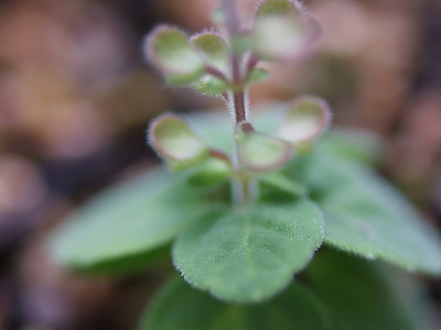 그늘골무꽃 사진 - Scutellaria fauriei H.Lev. & Vaniot Photos