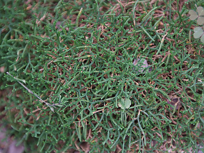 구실사리 사진 - Selaginella rossii (Baker) Warb. Photos
