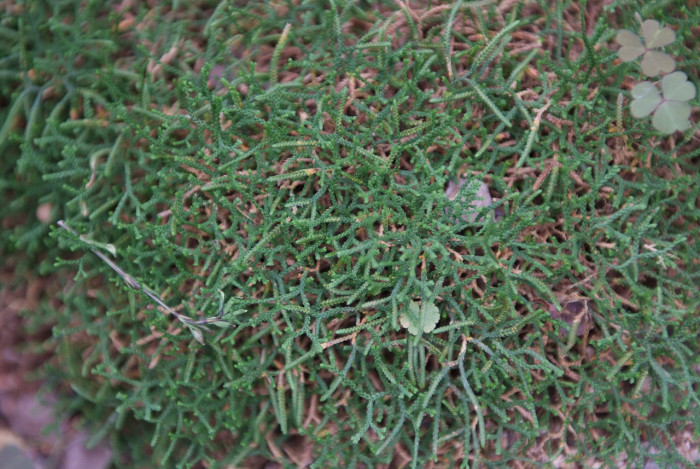 구실사리 - Selaginella rossii (Baker) Warb.