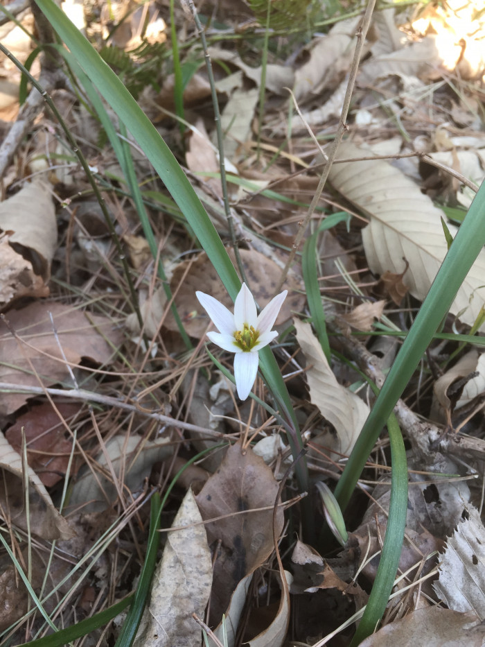 산자고 - Amana edulis