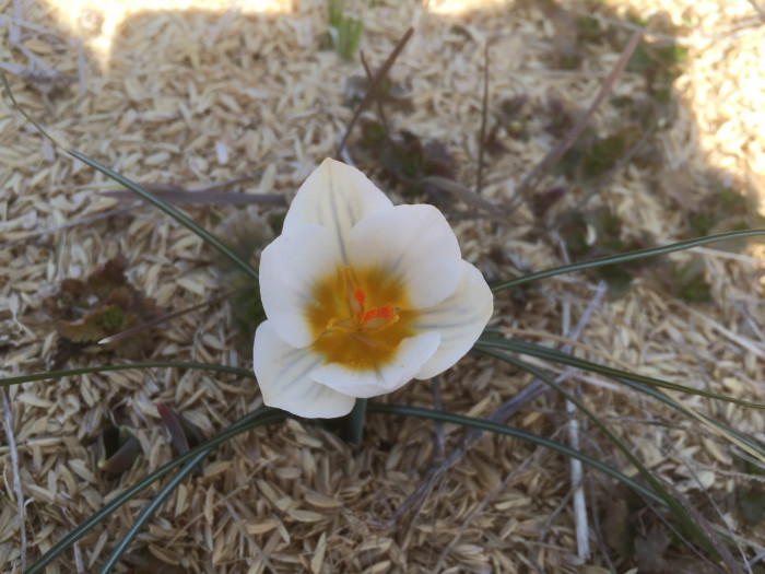 크로커스 - Crocus, Crocus spp.