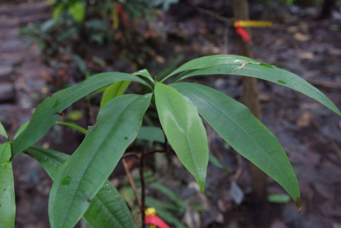 용화수 - Alexandrian laurel, balltree, laurelwood, Beauty Leaf, Calophyllum inophyllum