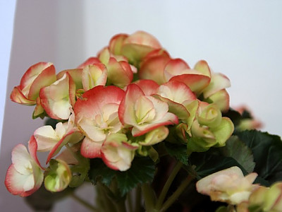 꽃베고니아 사진 - Begonia semperflorens Photos