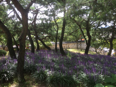 맥문동 사진 - Liriope platyphylla Photos