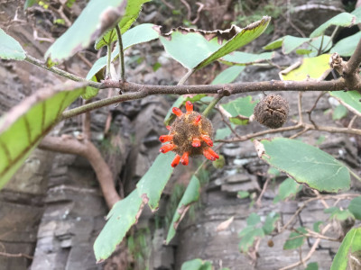 꾸지나무 사진 - Broussonetia papyrifera Photos