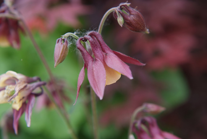 매발톱 - columbine, Aquilegia buergeriana Siebold & Zucc. var. oxysepala (Trautv. & C. A. Mey.) Kitam.