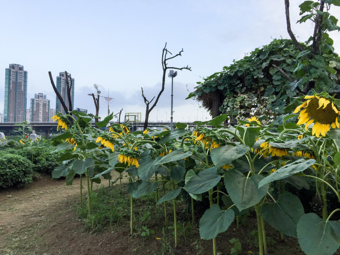 해바라기 - Sunflower, Helianthus annuus