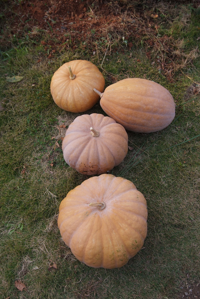 호박 - squash, Cucurbita moschata Duchesne