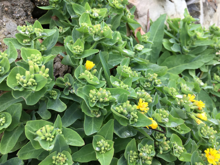 갯고들빼기 - Crepidiastrum lanceolatum (Houtt.) Nakai