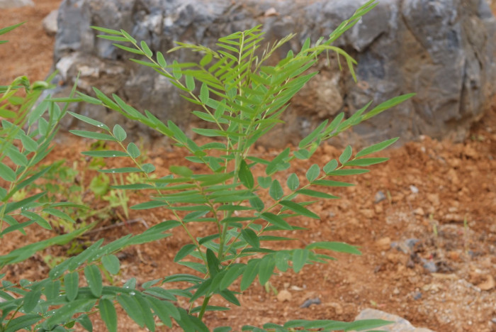고삼 - Sophora flavescens Solander ex Aiton