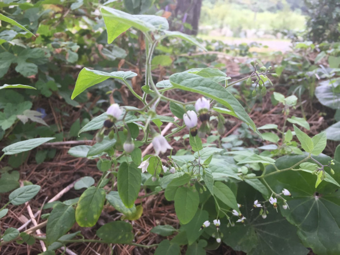 배풍등 - Solanum lyratum Thunb. ex Murray