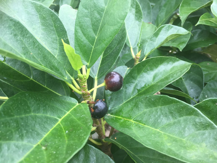 천선과나무 - Ficus erecta Thunb.