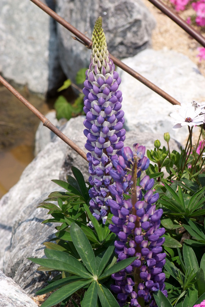 루피너스 - lupine, Lupinus spp