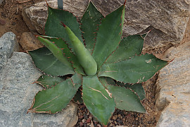 아가베 보비코르누타 - Agave bovicornuta