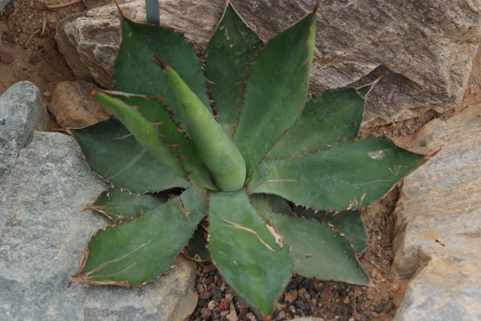 아가베 보비코르누타 - Agave bovicornuta