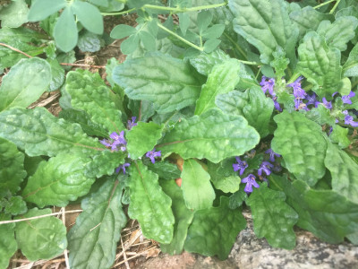 금창초 사진 - Ajuga decumbens Thunb. Photos